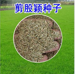 批发剪股颖草坪草籽 草皮种 剪股颖种子 匍匐型草坪 发芽率高