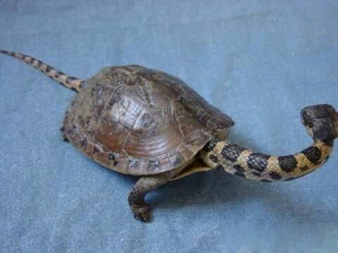 谁有中国四大奇龟图片 30悬赏分