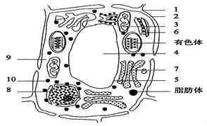 (1)如果该植物细胞是从一朵红色花瓣上取下的,则决定其红色的花色存在