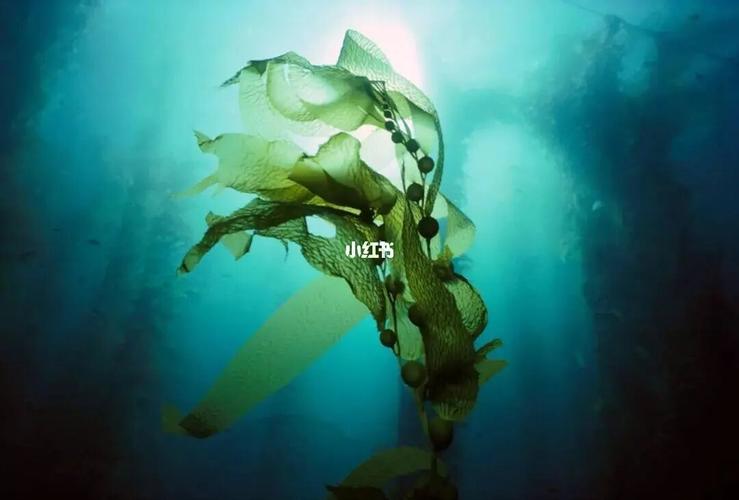 海藻泛指海里生长的肉眼可见的多细胞藻类植物.