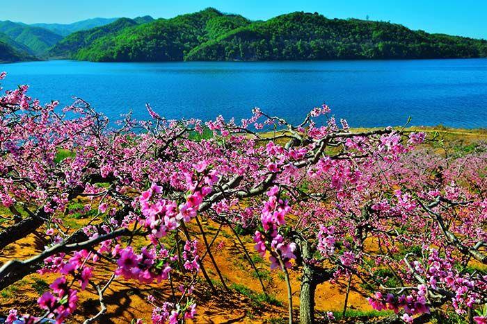 在那桃花盛开的地方 ——丹东河口桃花岛