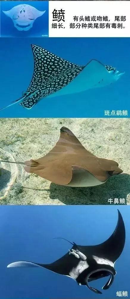 魔鬼鱼和鳐鱼的区别,魔鬼鱼多少钱一斤