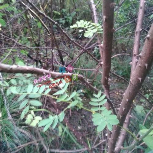 倒督黄狼虫野生活虫十条包邮 黄寮刺虫斗米虫活 云实蛀虫黄牛刺虫