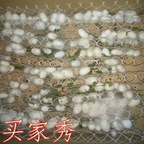 塑料网方格专用宝宝新型结茧塑料蚕宝宝养蚕吐丝塑料养殖簇新