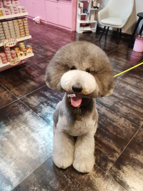 巨贵美容蘑菇头_蘑菇_pet·宠悟攻略_巨贵美容_宠物_狗_晒狗