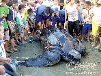 400公斤大海龟暴死路上(图)