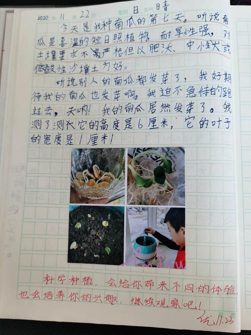观察日记之种南瓜