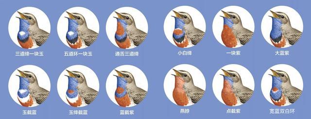 原创鸟中君子:靛颏,看完这些讲究你就知道,为何不推荐鸟友饲养了