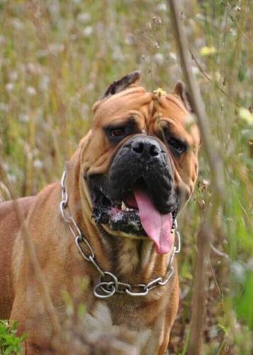 铁面卡斯罗种公对外配种血统头版体型结构非常漂亮!