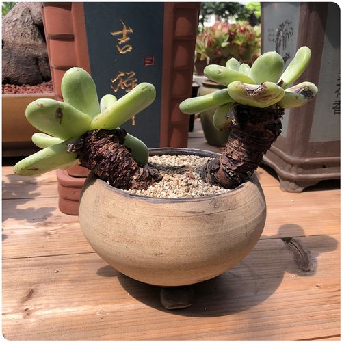 拇指仙女杯老桩包邮办公室小盆栽进口多肉 一物一拍 国内现货