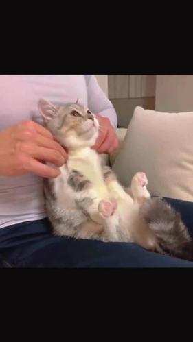 出去偷摸别人家的猫被它发现了,不开心了,给它揉揉肩