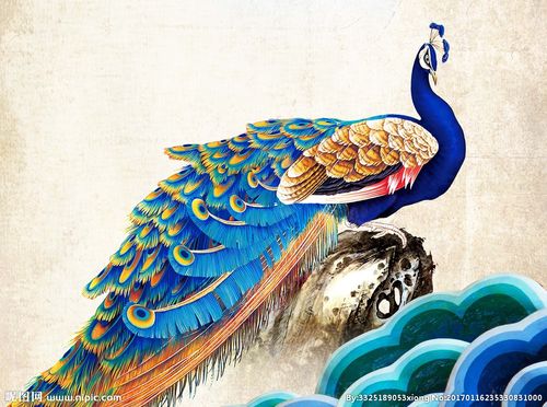 孔雀图片