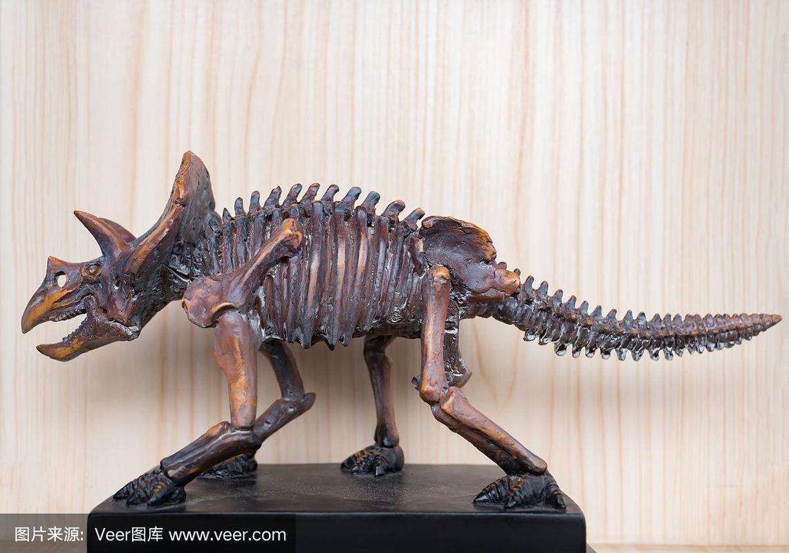 三角龙,动物骨骼,侧面视角,自然,野生动物