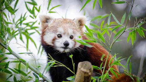 超级可爱的红熊猫,动物-回车桌面