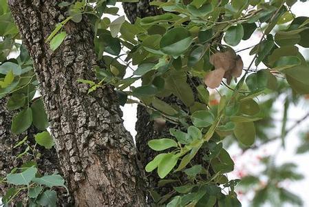 小叶紫檀树是怎么样的?求图片