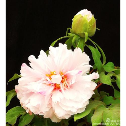 百花丛中最娇艳,牡丹花展现广州.谭谭 琦琦 摄影及整理2018年春节