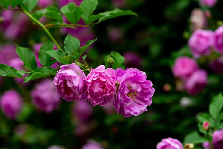 其它 蔷薇花开2,蔷薇的寓意:在我们中国,蔷薇代表爱情,喜庆,年轻男女