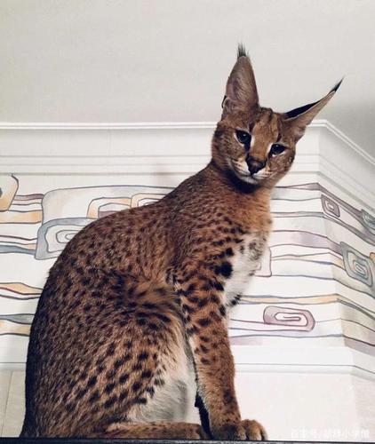 狞猫vs薮猫,这两种中型猫科动物谁更厉害些?