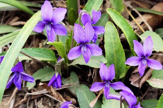 紫花地丁的功效与作用紫花地丁怎么吃