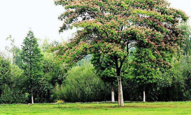 乔木属于常绿阔叶林吗