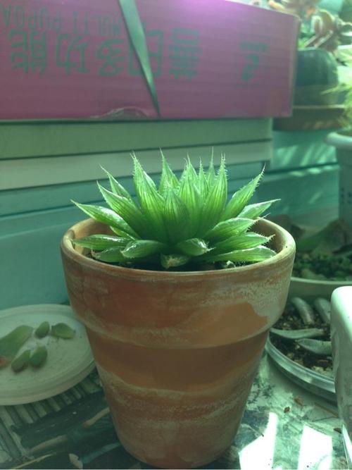 三角琉璃莲终于开花啦