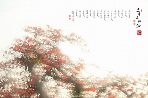 三月木棉红
