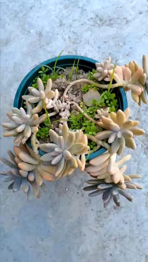 多肉秋丽_多肉植物_家居家装_家居装饰