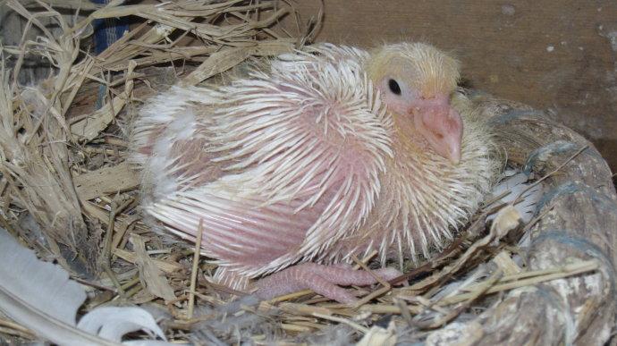 小鸽子,你快快地长大吧,我盼望你早日飞向蓝天～.