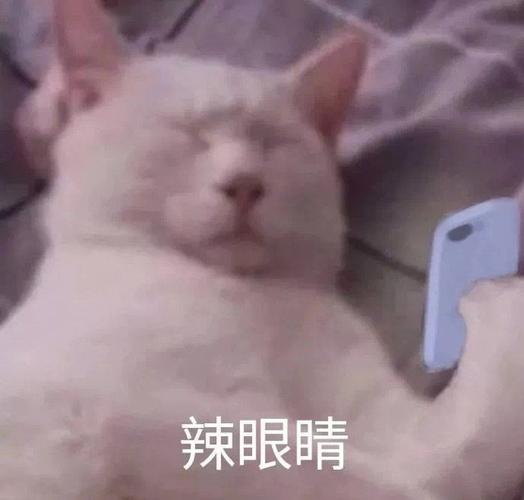 辣眼睛(猫咪看手机表情包)_手机_猫咪_眼睛表情