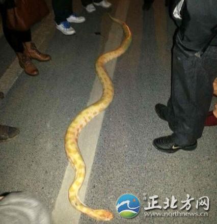热议杭州街头惊现死亡黄金蟒揭十大最恐怖毒蛇