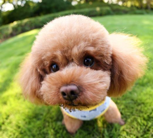 泰迪犬一只多少钱