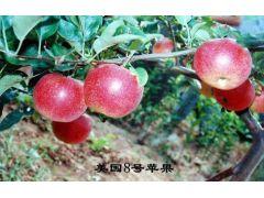 供应唐木田苹果,秋月梨,秋雪桃苗,北美海棠,杜梨苗