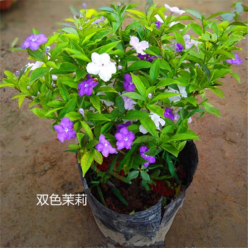 新品双色茉莉花盆栽苗大老桩室内庭院白茉莉绿植耐寒