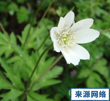 虎掌草的功效与作用