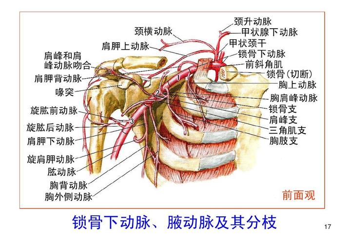 上,下肢动脉的应用解剖