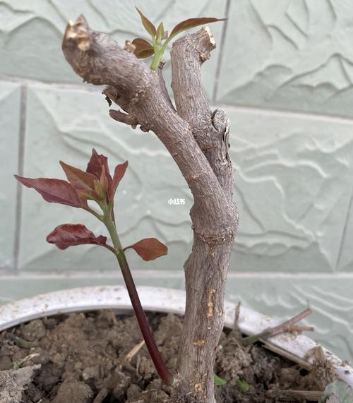 枯木逢春|已经放弃的三角梅又发了芽_三角梅_秘密花园