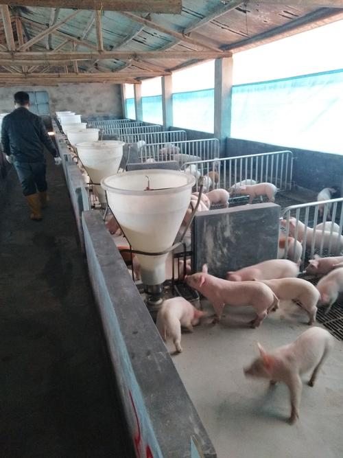 养猪场采用纽恩泰空气源热泵,运行费用仅为电灯泡采暖