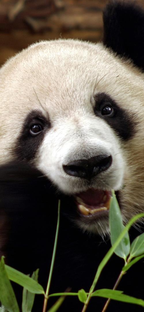 可爱的熊猫吃竹子,脸,眼睛