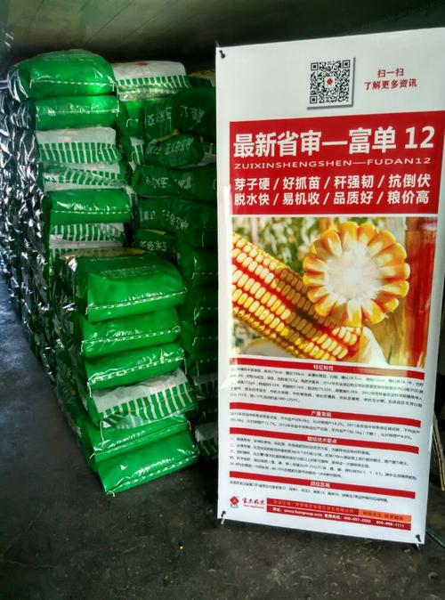 新到富尔富单12:富尔富单6玉米种子.