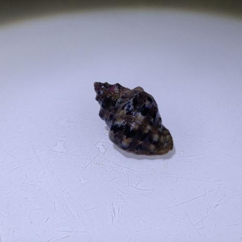 牛眼螺活体海水鱼缸食藻工具螺观赏螺蝾螺海缸除藻生物