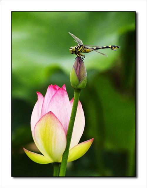 夏初"小荷才露尖尖角,早有蜻蜓立上头.的活力,"接天莲叶无穷碧.
