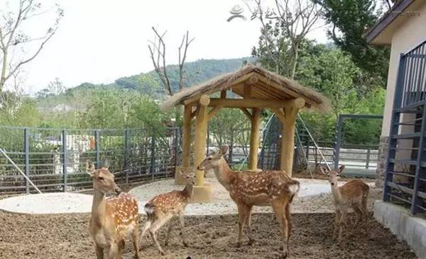 大象 入园门票自主选择 上方山森林动物世界单独门票价格拟定为 60