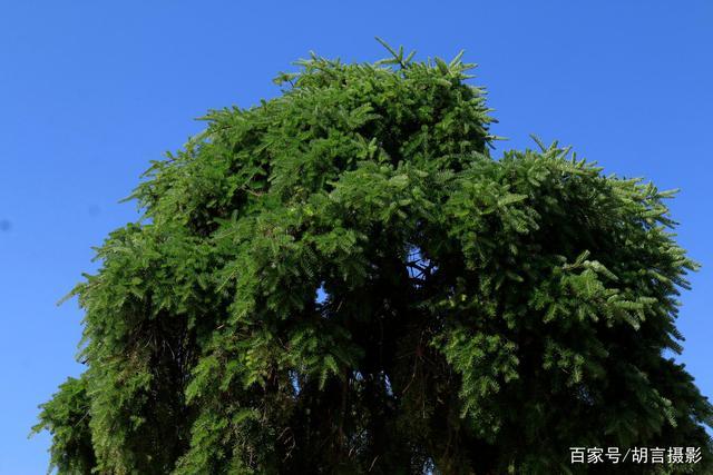 玉溪市华宁八景之一的蓑衣龙树
