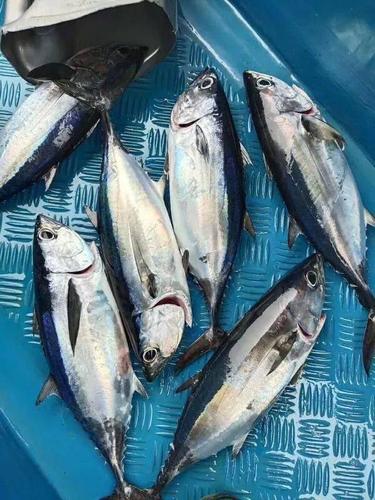 【鱼百科】大青针的金枪鱼是黑鳍?
