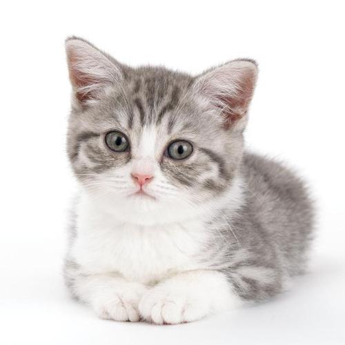 猫咪一生可以分为四个时期每个时期都有不同的饲养方法