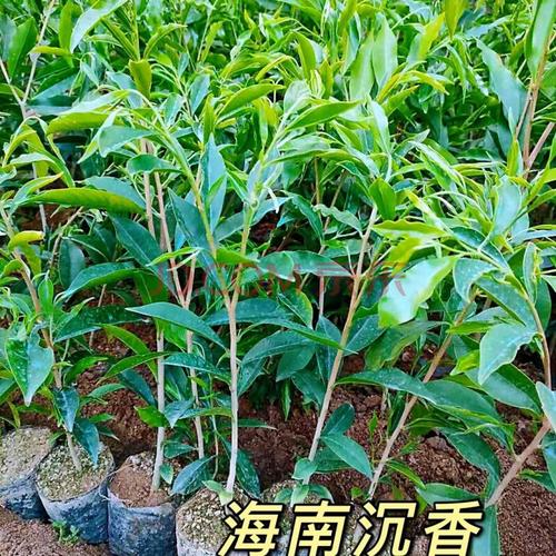 【严选款】正宗沉香树苗金丝楠木树苗海南树苗奇楠沉香苗小叶紫檀树苗