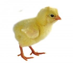 超萌可爱的小鸡图片大全