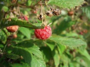 中药复盆子补旰肾的介绍