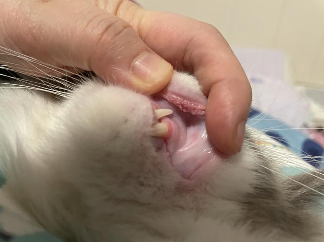 我家猫上嘴唇里面有肉芽_猫咪_猫咪日常_宠物_猫