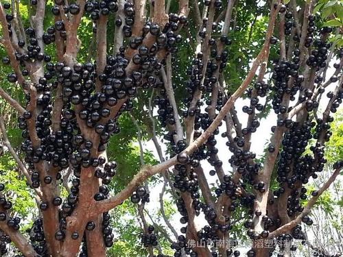 台湾嘉宝果,巴西树葡萄,嘉宝果树苗,多宝果